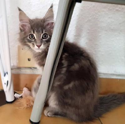Söpö kissanpentu

Tämä on suloinen ja komea maine coon -kissanpentumme. Uroskissanpentu. Hänen nimensä on Louie. Hän on rokotettu. Louie on 6 kuukauden ikäinen. Kaikki hänen asusteensa, lelunsa ja kaikki hänen asiakirjansa ovat myös saatavilla. Louie on madotettu ja mikrosirutettu. Hän on erittäin ystävällinen, energinen ja leikkisä kissanpentu. Ota minuun yhteyttä välittömästi, jos olet kiinnostunut Louiesta.