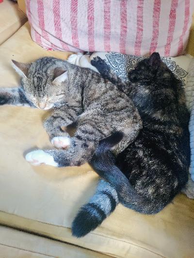 2 noin pari vuotiasta tyttö kissaa etsii uutta kotia maalta jossa voivat ulkoilla vapaana. Ei perheeseen jossa pieniä lapsia eikä mielellään koiria. Molemmat saalistaa hiiriä ja varsinkin toinen on oikeen pätevä siinä hommassa.toinen on arka uusille ihmisille ja viihtyy enemmän ulkona mutta tutuille ihana sylikissa. Toinen on erittäin seurallinen ja viihtyy hyvin myös sisällä.Meillä tulossa muutto kerrostaloon jonka vuoksi etsivät uutta kotia. Tavarat ja ruoat yms tulee mukaan. Annan mielelläni lisää tietoa kiinnostuneille.Keväällä madotettu mutta voidaan madottaa vielä ennen muuttoa.