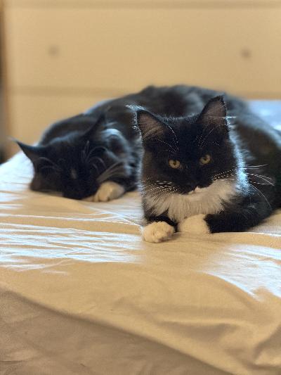 Myydään maine coon kissanpentuja, syntynyt 06.01.2026. Kaksi suloista mustavalkoista (tuxedo) tyttöä luovutetaan eläinlääkärintodistuksella, eli rokotettu ja sirutettu. Lisämaksulla voidaan myös leikata ennen luovutusta. Hyvin leikkisiä kisuja, tottunut pieniin lapsiin sekä muihin kissoihin. Voidaan neuvotella hintaa jos olet kiinnostunut ottamaan molemmat mukaan kun viihtyvät niin kivasti yhdessä. Laitathan viestiä jos haluat lisää tietoa/kuvia ja haluaisit tulla tutustumaan!
