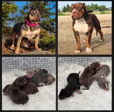 Americanbully xl/standard -pentue. 

Upeat tri color pennut etsivät aktiivisia ja rakastavia loppuelämän kotejaan.

Molemmat vanhemmat ovat terveitä ja tervepäisiä rotunsa edustajia. Luonteeltaan erittäin ihmisläheisiä sosiaalisia ja tasapainoisia perhekoiria.

Pennut kasvavat lapsiperheen arjessa tottuen erilaisiin ääniin, käsittelyyn, eri ihmisiin sekä muihin koiriin. Panostamme pentujen varhaiseen sosiaalistamiseen ja monipuolisiin kokemuksiin ennen luovutusta.

Pennut luovutetaan:

. eläinlääkärin tarkastamina

• useaan kertaan madotettuina

• sirutettuina

• rekisteröityinä abkc (american bully kennel club)

Pentupaketin kera.

Luovutus syyskuun toisella viikolla.

Jos olet etsimässä itsellesi tai perheellesi uutta perheenjäsentä, niin ota yhteyttä niin jutellaan lisää.

 

Toivomme, että kerrot yhteydenotossasi itsestäsi ja perheestäsi sekä siitä millaisen kodin voit tarjota tulevalle pennulle. Emme myy pentuja pelkkien sähköpostien perusteella, vaan toivomme, että tulevat omistajat tulevat tutustumaan meihin, vanhempiin ja pentuihin paikan päälle.


