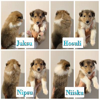 Pitkäkarvaisia collie pentuja.
Pennut syntyivät 6.7.2026

4 soopeli urosta, 3 soopeli narttua ja 1 tricolor narttu.

Pennut kasvavat maatilapihapiirissä joten tottuvat erilaisiin ääniin ja eläimiin( kissat, lampaat, lehmät, kanat ja possut) myös tilan muihin koiriin(laumanvartija/ajokoirat).
Tilalla vierailee myös lapsia joten pennut tottuvat myös lapsiin.
Pennut myydään rekisteröitynä ja pentutarkastettuna.
Neita emää ja pentuja voi käydä tilalla katsomassa.
Luovutusikäisiä pennut ovat 8 viikkoisina 31.8.2026
Pyydämme 1600 pennusta josta 400 on varausmaksua.
(Varausmaksua ei palauteta peruttaessa pennusta riippumattomista syistä)


ISÄ:
Hedvig on luonteeltaan avoin, rohkea ja ystävällinen, se rakastaa ihmisiä ja tulee hyvin toimeen toisten koirien kanssa.
Hedvig on mielellään kaikessa mukana ja se on hyvin aktiivinen ja leikkisä. Hedvig tykkää myös käyttää ääntään.

Hedvigin kanssa on kokeiltu eri harrastuslajeja, kuten rally-toko, paimennus, vetohiihto, agility, jälki ja haku. Palkkautuu lelulla, nameilla ja sosiaalisella palkalla. Harrastustuloksena Paim-T H. Lisäksi näyttelystä Nuo-H.

Hedvigillä on muutama hammaspuutos. Se on kevytrakenteinen ja sporttimallinen.

Ei alusta tai ääniarkuutta.
Hedvig on kasvanut lapsiperheessä ja kaverina on toinen uroscollie ja kissa.

EMÄ:
Neita on luonteeltaan pehmeä, ihmisrakas ja leikkisä, se rakastaa kissoja ja tulee hyvin toimeen toisten koirien kanssa. Neita on seurallinen ja kaikessa mukana kulkeva.
Päivittäin pihalla vapaana muiden koiriemme kanssa ja silti tykkää mieluummin kulkea isännän mukana. Ei ääniarka. Tahtoo paimentaa äänekkäitä laitteita.(ruohonleikkuri, porakone, sirkkeli)
Tottunut maatilalla monenlaisiin eläimiin. Mm. Lehmiin, possuihin ja irti oleviin kanoihin.
Rakastaa noutoleikkejä (pallo mielusampi kuin keppi) sosiaalinen palkka parempi kuin herkut.
Omien lampaiden paimennusta satunnaisesti harrastettu. Autossa kulkeminen luonnistuu.
Luonnonkorvat. Rakenteeltaan siro.