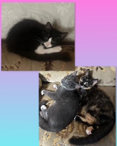 3 kissanpentua etsivät uutta kotia!
Kaikki tytöt.
Pennut ovat syntyneet 13.4.2026 ja ovat luovutusikäiset.
Emo- toyger cat/maatiaiskissa
Isa- toyger cat
Pennut ovat terveitä, säännollisesti
madotettuja ja sisäsiitejä.
Leikkiviä ja uteliaita.
Pentuja voi varata, varausmaksu 100e
Tarkemmat tiedot, kuvat ja varaukset
Whatsappin kautta: +358402136123
Hinta 250
Ferhat / Orivesi
Puhelin +358402136123
Sposti Meryem.senturk777@gmail.com