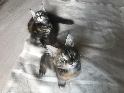Myynnissä pian luovutusikäiset Maine Coon -pennut. Pennut ovat eläneet osana lapsiperhettä, ovat tottuneet ihmisiin, ovat seurallisia ja viihtyvät sylissä. Kummallakin pennuista on ihana oma luonteensa. Pentuja on ruokittu monipuolisesti penturuoalla sekä raakaruoalla. 
Molemmat vanhemmat ovat terveitä, ei perinnöllisiä sairauksia. Pennut luovutetaan eläinlääkärin tarkastamina. 
Varausmaksu 200e.
Tervetuloa tutustumaan!