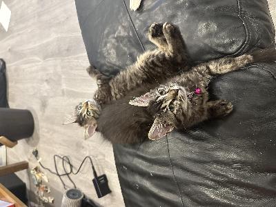 Urospentu ja naaraspentu. Emo Turkkilainen angora, isä maatiainen. Leikkisiä, sosiaalisia, kilttejä pentuja. Jotka ovat tottuneet syömään kaikenlaista ruokaa, myös esim raakaruokaa. Sisäkissoja, madotettu. Pentu 300e ja varausmaksu 50e/pentu