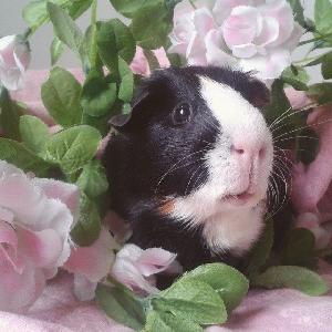 Haikein mielin joudumme luopumaan kolmesta todella ihanasta marsusta,vanhin marsuista Juno on todella syli kesy ja nauttii rapsutuksista kuin ruostakin. Ikää herralla on 3v, hänen kaveruksensa Junnu ja Jugi ovat hieman ujompia yksilöitä, mutta eivät ole ikinä purreet ja antavat kaikki kolme leikata kyntensä nätisti. Ikää veljeksillä on 2v molemmilla. Mukaan tulee iso häkki sekä kaikki tarvikkeet mitä heillä on. (Kynsisakset,nukkumapaikkoja,koppeja,korvanputsaus liinoja, kantokopat yms..) Tottuneet saamaan tuoretta ruokaa päivittäin ,joten sitä odotamme tulevaltakin kodilta. Marsuista saa kuvia sähköpostitse, sekä sijaitsevat vantaalla.
