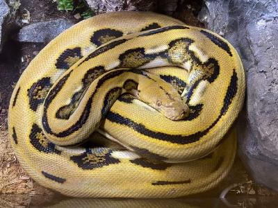 Dwarf Reticulated Python looking for a new home.
Tiger Het Albino (White Phase) 33% Het Genetic Stripe
Born in 2016.
Female.
About 3.25 - 3.5 meters long.
Calm, with good appetite.
Eats F/T rats and quail.
Sheds, eats and defecates without any problems.

Price is negotiable, good home is the most important aspect!