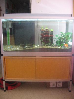 Myydään akvaario, jossa KAIKKI tarvikkeet mukana + 1xkultakala ja 3xmonni ja koristeita

Hinta ei sitova, TARJOA!