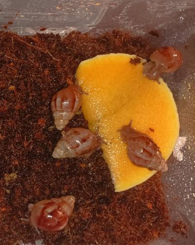 Achatina fulica Caramel kotiloita joiden koko on 3cm täällä hetkellä. Ikää noin 2kk. Eivät ole sukusiittoisia yksilöitä.