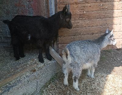 Myytävänä kaksi lemmikkikiliä, tyttö ja poika, syntyneet 26.2.2024.
Hinta 100€/kpl.