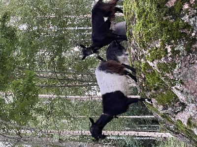 Myynnissä 4kpl hyväluonteisia suomenvuohi kuttuja. Taluteltu ja paljon käsitelty. Pitopaikkatunnuksen omaavaan paikkaan. Yhteishintaan, ota rohkeasti yhteyttä! 