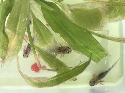 Minulla olisi tarjolla aksolotlinpoikasia Espoon Leppävaarassa. 
Poikaset kuoriutuivat tämän vuoden loppiasena, eli ovat nyt noin 10 viikon ikäisiä. 
Värit ovat ruskea ja pinkki. Osalla poikasista on jo etu -ja takajalat varpaineen ja mittaa on parhaimmillaan noin 7cm. 
Poikaset ovat oppineet syömään surviaisentoukkia pakasteesta ja lisäksi saavat vielä hieman elävää ruokaa. 
