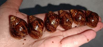 Myydään Lissachatina immaculata var immaculata poikasia. Kokoa nyt n.3cm. Monipuolisesti ruokittuja. Hp. 5€/kpl, 2kpl 8€ tai 3kpl 10€