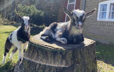 Rekisteröidyt,  meidän toisen lypsykutun kilit. Ihmisiin tottuneet, kivan luonteiset pikkuiset. Korvamerkit on hankittu. Hinta/kili. 
