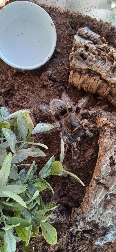 Myydään Puolan Spidersworldista 2017 ostettu Grammostola pulchripes naaras ♀️

Jäi olosuhteiden pakosta minulle, mutta kammoksun otusta kovasti ja olisi parempi löytää sille osaava koti, jossa sitä arvostettaisiin enemmän ja olisi mielenkiintoa kyseistä karvakoipea kohtaan.

Joko pelkkä tarantula ja tarvittaessa kuljetusrasia (ihan itse saa/joutuu otuksen sinne pyydystää!), taikka mukaan saa halutessaan ison ja painavan, joskin epäkäytännöllisen terraarion, joka kaipaa esim. uutta kantta vanhan rikkouduttua (jota itse olen siirtänyt nokkakärryillä).

Nouto Vantaan Asolasta.

Yhteydenotot sähköpostilla tai WhatsAppilla.
