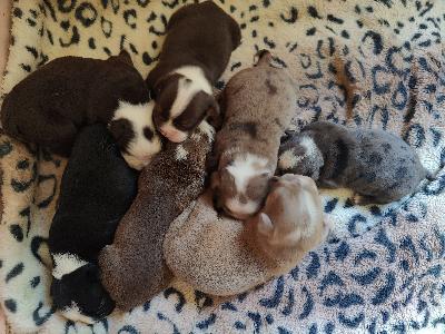 Olde english bulldog, eli vanhaenglanninbulldoggi pennut varattavissa huolehtiviin koteihin. Olde on terveempi vaihtoehto englanninbulldogille eikä niillä esiinny luusto ja hengitysongelmia yleensä samassäamäärin kuin englanninbulldogilla. Olde on jalostettu englanninbulldogista juurikin terveysasioita silmälläpitäen. On aktiivinen ja liikkuvainen rotu mutta rakastaa myös kainalossa köllimistä, eli ei kuitenkaan hyperaktiivinen. 

Pennut tuleväat luovutusikään 19.7 alkaen, jolloin ne on eläinlääkärin tarkastamia, mikrosirutettuja, useaan kertaan madotettuja ja ruviin rekisteröityjä. Olde ei ole FCI rotu ja pennut rekisteröidään EKC. Sukutaulu seuraa pennun mukana. 

Pentujen vanhemmat ovat omia kasvattejamme ja emä hyvin harvinainen mammoth, eli pitkäkarvainen olde. Näistä löytyy kuvia ja tietoja googlettamalla. On toistaiseksi ensimmäinen ja ainoa Suomessa syntynyt mammoth olde. Yhteensä näitä on Suomessa 3 joista yksi on emänisä jonka tuotimme saksasta. Isä on väriltään harvinainen lilac ja tässä pentueessa on myös yksi joka perinyt isänsä upean värin.

Annan mielelläni lisätietoja pennuista ja tästä upeasta rodusta. Lisäkuvia pyydettäessä myös. Tervetuloa tutustumaan