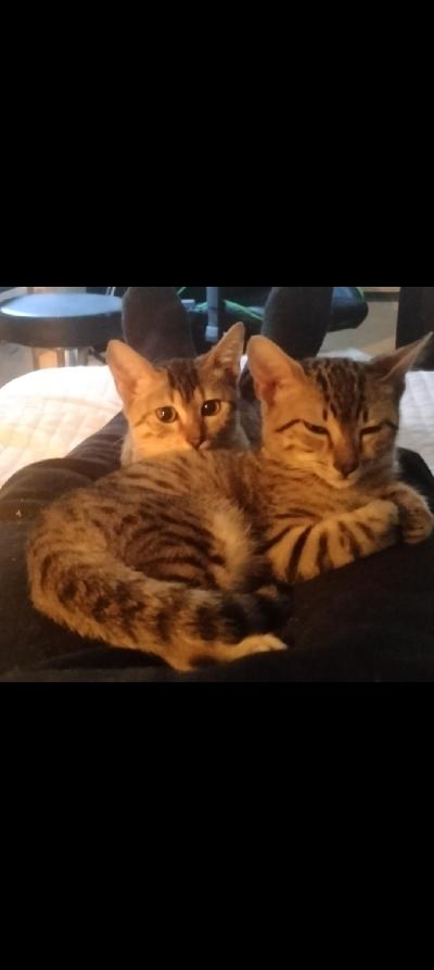 Lekattu kolme v naaras kissa tarvitsee ASAP uutta rakastavaa ja loppuelämän koti perheen äkillisen elämänmuutoksen takia. Mieluiten kotiin missä toinen Egyptin Mau tai kissa joka erittäin aktiivinen kiinnostunut toisesta kissasta. Yksin jos sulla aikaa aktiivisen kissan kanssa. Kissa voidaan tuoda Helsinkiin.