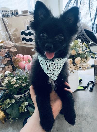 Myydään 28.02.2025 syntynyt pomeranian urospentu. Hän on hyvin ihmisläheinen ja rakastava karvapallo. Haluamme löytää koiralle hyvän ja rakastavan loppuelämän kodin. ‭

Pentu on täysin terve, sosiaalinen, rokotettu ja sirutettu, useaan kertaan madotettu sekä eläinlääkärin tarkastama.

Hinta 1200e

Puh 0458473390

Watsapp 0465585943