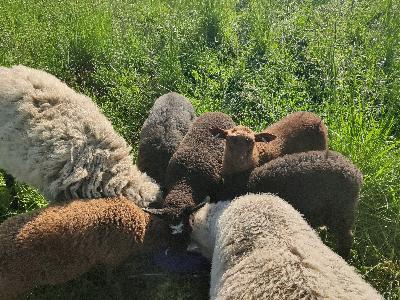 Luovutusiässä alkaisi olemaan toukokuun alkupuolella syntyneitä karitsoita. Uuhia ja pässejä. Kesyjä ja uteliaita kavereita. Pysyvät mukisematta kahden aitalangan takana eivätkä kehittele pakoreittejä. 

 

Eläinlääkäri on lähiaikoina tulossa kastoroimaan pari pässipoikaa, jolloin on mahdollista kastoroida vielä muitakin.

 

Roduissa löytyy sl/kh (pässejä), sl risteytyksiä (pässejä), sl/texel (uuhia) ja puhtaita suomenlampaita (uuhia ja pässejä). Puhtaat ja risteykset on eri sukuisia. 

 

90€/pää

Kuljetus onnistuu korvausta vastaan