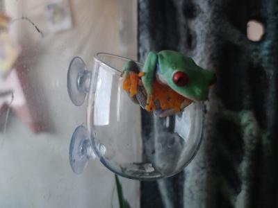 En jaksa enää pitää sirkkoja.