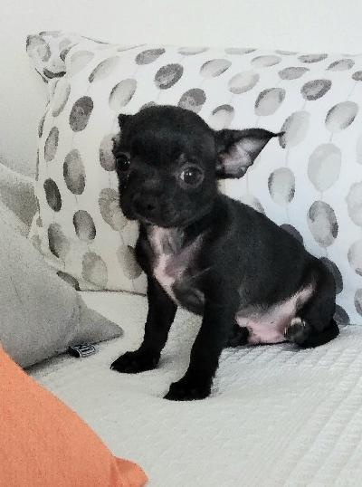 Pentu on eläinlääkerin tarkistettu, sirutettu, saanut ensimäise rokote. Tosi reipas ja utelias kaveri.