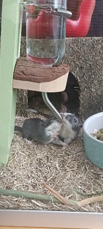 Pikku purujen pölisyttäjät etsivät uutta kotia.Terraario 125cm ja tarvikkeet tulevat mukana.