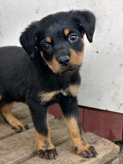 Rottwailer tyttö etsii kotia.olethsn harkinnut tarkkaan pennun ostamista,kodilla tulee olla aiempaa kokemusta koirista.pentu Harjavallassa satakunnassa.vain soitot tai Whatsap 040 3241138