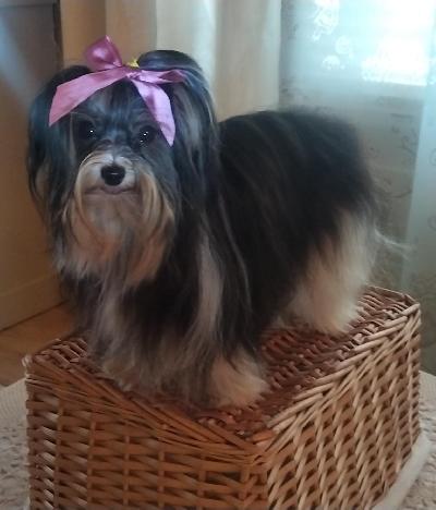 Etsitkö pientä sylin lämmittäjää. Etsin uutta kotia biewer tytölle muuttuneen elämän tilanteeni vuoksi. Turkin hoito ja pesu yms. sujuu ongelmitta. Olethan valmis sitoutumaan turkin hoitoon? Lisätietoja soittamalla/sähköpostilla. 