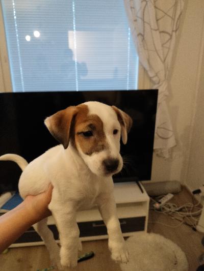 Myydään Jack Russell terrieri narttu pennut 2kpl. 12vk-ikäiset.

Pennut ovat terveitä, eläinlääkärin tarkistamat ja terveeksi todettu, tästä todistus mukaan. 8vk-ikäisen ensirokotus saatu, 12-16vk-rotus jää uudelle omistajalle. Madotettu monta kertaa.

Pennut ovat iloiset, reippaat, seuralliset, sosiaalisia, leikkisiä, tottuneet lapsiin ja kodin ääniin.

Pennuista maksetaan varausmaksua 200e, joka vähennetään ostohinnasta pois, jos mieli muuttuukin oston suhteen, ei varausmaksua palauteta.

Ei osamaksu mahdollisuutta.

Yhden pennun hinta 1000e