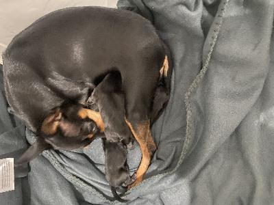 Myydään japanece chin/venäntoy mix pennut sirutettuna madotettuna ja eläinlääkärin tarkastamina musta-ruskeita osalla voi tulla pidempi karva ja osalla lyhyempi.Emä ja isä terveitä kilttejä kotikoiria.Ei tuonti pentuja.Ei osamaksua.Pennut luovutus ikäisiä marraskuussa
