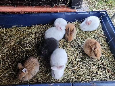 11.9. syntynyt meidän vuoden viimeinen poikue tulee luovutusikään 6.11. Poikasia on 8: neljä valkoista ps, yksi ruskea agouti, yksi musta, kaksi oranssia. Sukupuolet seuraavat:
- valkoiset punasilmät: 2 naarasta 2 urosta
-ruskea agouti, vaalea oranssi naaraita
-tummempi oranssi ja musta uroksia 

Emä ja isä ystävällisiä luonteita, vähän päälle nelikiloisia, hyvin syöviä, lapsiin ja koiriin tottuneita. Asuvat omakotitalon pihakanilassa ulkona eli kylmänkestäviä, kunhan on eristetty vedoton tila ja mahdollisuus lisälämmitykseen talvella. Emässä ranskanluppaa ja isässä belgianjättiä. Käytössä tuottajalta haettu heinä ja Versele Lagan cuni plus pelletti, tuoretta myös välillä. 
Poikaset tottuvat myös sisällä asumiseen, meiltä on lähtenyt pupuja sisäkaneiksi pääasiassa.

Tiktokissa annasyard tilillä meidän pupujen elämää, jos haluat vilkaista. Lisätietoja sopii kysellä ja kertoa samalla omista suunnitelmista kanin pidon suhteen. Kani ei ole häkkieläin ja elää hyvällä hoidolla pitkään, otathan nämä asiat huomioon. Meidän kanit lähtevät maailmalle lemmikkikanin paperein, kynnet leikattuina ja mukaan vähän tuttua ruokaa.

Kani varataan varausmaksulla, joka on 20e. Kanin hinta on 70e, ja hakiessa maksetaan näin ollen 50e. Maksutavat käteinen tai Mobilepay. Poikasia ja aikuisia kaneja saa tulla katsomaan ennen varausta.