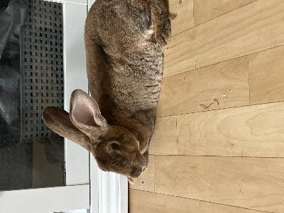 Myydään 25.6.2025 syntynyt rex mix tyttö kani. Todella sosiaalinen, tykkää olla mukana arjen askareissa ja rauhallinen. Tulee hyvin toimeen toisen kanin kanssa. Tottunut käsittelyyn, ollaan esim. testattu valjaita ja antoi laittaa ongelmitta ja antaa ottaa syliin ajan kuluessa. Pidetty sisällä vapaana, mutta sopii myös ulos.