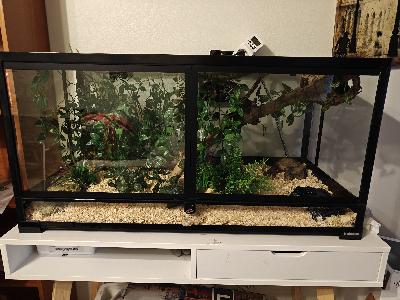 Uutta kotia etsii 8/24 kuoriutunut viljakäärme tarvikkeineen.
Redfactor Mosque Poss Bloodred/Pied
Toimii kun kuuluukin, syö noin viikon välein rotan pinkkiä.
Tottunut käsittelyyn.

Pakettiin kuuluu:
Terraario Habistat 90x46x46.
Lämpömatto ja termostaatti
Vesiastia ja ruualle lautanen josta tottunut syömään.
3 piiloa maassa, yksi korkeammalla
Sisustus elementit (kuvassa ja lisäksi pari köynnöstä.)
3,6kg säkki purua josta vähän otettu.

Hinta koko paketille 350€

Pöytä 100x50x76 mukaan halutessaan