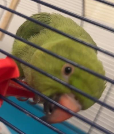Myydään terve ja hyvinvoiva kauluskaija. Ikä noin 8 kuukautta, sukupuoli ei tiedossa. Lintu on pirteä, utelias ja aktiivinen. Syö monipuolisesti

Mukana annan tarvikkeet häkki, ruoka].

Sopii kotiin, jossa on aikaa seurustella ja virikkeistää lintua.
Hinta 300
Sijainti helsinki vuosaari