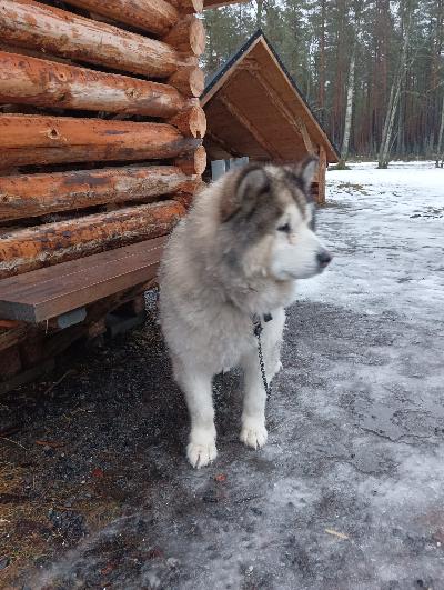 Myydään 7 vuotias terve koira.siru, rokotukset,madotettu,kastraatio.kiltti koira.kysy lisää jos kiinnostaa 
