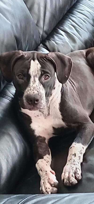 Myynti-ilmoitus – 28.5.2025 syntyneet 2 narttupentua

Myynnissä kaksi ihanaa pitbull/american bully pocket narttupentuа, syntyneet 28.5.2025. Molemmat ovat terveitä, sirutettuja, rokotettuja ja pentutarkastettuja. Pennut ovat kasvaneet rakastavassa kodissa, tottuneet lapsiin ja saaneet paljon sylittelyä, huomiota ja arjen totuttelua.

TÄPLÄ – vilkas, suloinen ja leikkisä sydäntensulattaja

Täplä on

erittäin suloinen ja ystävällinen

vilkas, leikkisä ja aina valmis touhuamaan

tottunut lapsiin ja rakastaa olla mukana menossa
luonteeltaan lempeä mutta aktiivinen
Täplä sopii parhaiten aktiiviseen perheeseen, joka jaksaa lenkkeillä, touhuta ja antaa paljon rakkautta sekä huolenpitoa.


LADY

herkkä, ihmisrakas ja läheisyyttä kaipaava

Lady on

herkkäluonteinen ja rauhallisempi pentu

erittäin ihmisrakas ja nauttii läheisyydestä

tottunut lapsiin ja hakeutuu mielellään syliin

lempeä ja älykäs
Lady sopii perheeseen, jossa arvostetaan yhdessäoloa, hellyyttä ja rauhallisempaa arkea.


Yleistä molemmista pennuista

syntyneet 28.5.2025

sirutettu, rokotettu ja pentutarkastettu

rakastavat huomiota, rapsutuksia ja läheisyyttä

osaavat jo muutamia peruskäskyjä ja nauttivat oppimisesta

valmiita muuttamaan uuteen, rakastavaan kotiin kerrothan itsestäsi ja minkälainen koti sinulla olisi tarjota aikaisempi kokemus olisi erittäin hyvä
Yhteydenotot whatsapp tai sähköposti: