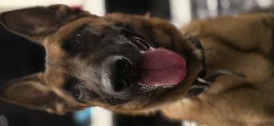 Kotia etsii 2v malinois uros
Vahva käyttötausta
Lisätietoja viestillä