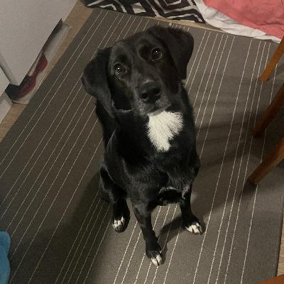Elsan kodin etsintä jatkuu:)
Hei olen Elsa:)
Täytän helmikuussa kaksi vuotta ja muutin koeajalle kotiin jossa nyt todettiin että en pääse kukoistamaan täysillä kun ympärillä tapahtuu liikaa.
”Ykköskotini” ei myöskään voi minua enää takaisin ottaa.
Olen maailman valloittavin sylikoira ja hakeudun syliin, paijaukseen ja hellittelyyn paaaljon. Tuleva koti saa minusta aivan ihanan sohvaperunan ja kainalokaverin, mutta tarvitsen myös liikuntaa.
Olen ennen asunut maalla jossa häiriöitä/muita koiria ei ole ollut ja nyt niitä on minulle liikaa mikä purkautuu vetämisenä, pomppimisena, vinkumisena yms. ja stressaan koirakohtaamisia paljon.
En kuitenkaan ole agressiivinen vaan innostun kovasti.
Olen lyhyessä ajassa jo hieman rauhoittunut että en vedä koko lenkkiä, mutta kaipaan paljon vielä opettelua, sosialistamista yms.
En tuhoa kotona, mutta olen hyvin paljon ihmisissäni kiinni ja tykkään seurata heitä kaikkialle ja olla mukana kaikessa.
Allergioita minulla ei ole, mutta se mikä minusta tekee ”haastavan” on se että minulta löytyy ruokatorvesta ”pussi” tai ruokatorvenlaajentuma mikä tarkoittaa että minua pitää pystyä syöttämään monta kertaa päivässä pieniä määriä jotta en oksentelisi ja tästä syystä tulevan kotini pitäisi olla sellainen missä siihen on aikaa ja johon panostetaan. Tämä haaste vaikuttaa myös siihen, että juuri nyt olen todella laiha ja en meinaa saada painoa millään.
Voisin loistaa perheessä missä olisin ainoa koira jotta huomio olisi vain minussa kun tykkään olla paaaljon rapsutettavana ja sylissä ja tuppaan viedä kaveriltakin tilan puskemalla väliin :D
Ja rapsuttelun yms lisäksi extra huomiota pitää kiinnittää ruokailuuni (tiheä väli ja vähän kerrallaan):)
Lapsista tykkään kovasti, mutta kova hälinä yhtäjaksoisesti voi minua stressata joten en ehkä sovellu ihan pienten lasten kanssa samaan perheeseen.
Minut on juuri kattavasti rokotettu (2.12.) ja madotettu (rokotuksen jälkeen) sekä olen myös rv.eessä ja odotan innolla että saisin jostain itselleni pysyvän kodin jossa minua kerettäisiin hoitamaan, huomioimaan ja ruokkimaan minulle tarvitsemallani tavalla.
Olethan yhteydessä ihmisiini jos sinusta tuntuisi, että voisit minulle pysyvän, huolehtivan ja minun tarpeisiini sopivan ruokailun ja kodin tarjota.
Ja vaikka toivon, että uusi kotini löytyisi nopeasti niin jättikiire ei ole ja Minun uusi loppuelämänkoti valikoidaan tarkoin.
Minusta saa kysellä lisää:)
(Mukaan tulee valjaat, remmi, rokotuskortti, peti, sadetakki jne.)
Mun nykyinen perhe myös vaatii tulevalta kodilta yhteydenpitoa vähintään ensimmäisen vuoden jotta tiedämme että en joudu kiertoon ja tämä kirjoitetaan sopimukseen:)
Kun otat yhteyttä niin kerrothan millaiseen kotiin ja ympäristöön olisin tulossa:)
Ja olethan miettinyt minua tarkkaan, sillä mamma on nyt kyllästynyt turhiin varauksiin!
