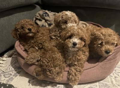 Hei!

Meillä on nyt 5 tervettä maltipoo-pentua vapaana – 3 tyttöä ja 2 urosta.

Pennut syntyivät 10. marraskuuta 2025, ja ne ovat valmiita muuttamaan omiin rakastaviin koteihinsa 8 viikon iässä alkaen 5. tammikuuta 2026.

Tietoa pennuista:
• Ikä: 7 viikkoa
• Väri: kaikki pennut ovat kauniin ruskean/aprikoosin sävyisiä
• Kasvavat kodissa muiden eläinten kanssa → sopeutuvat hyvin erilaisiin ympäristöihin
• Pennut ovat hyvin leikkisiä, uteliaita ja rakastavia – jokaisella on oma ihana luonteensa: jotkut ovat vilkkaita seikkailijoita, toiset rauhallisempia sylivauvoja.

• Totutamme pennut käsittelyyn, sylissä olemiseen ja arjen ääniin, jotta sopeutuminen uuteen kotiin olisi mahdollisimman helppoa.

Tietoja vanhemmista:
• Molemmat vanhemmat ovat maltipoo-koiria (paino 3–4 kg)
• Molemmilla on erinomaiset terveystarkastukset (polvet, lonkat, silmät)
• Luonteeltaan rauhallinen, rakastava ja erittäin lapsiystävällinen → täydellinen perhekoira

Pennut muuttavat uuteen kotiinsa seuraavien kanssa:
• Mikrosiru
• Eläinlääkärin tarkastama terveystodistus
• Ikärajaan sopivat rokotukset
• Madotettu 4 kertaa ennen luovutusta

Nämä pennut kasvavat rakastavassa kodissa ihmisten ja eläinten ympäröimänä. Heistä kasvaa seurallisia, perhekeskeisiä ja onnellisia kumppaneita, jotka tuovat paljon rakkautta ja iloa.

Jos olet kiinnostunut tai haluat lisätietoja pennuista, ota rohkeasti yhteyttä.
Odotamme innolla yhteydenottoasi!