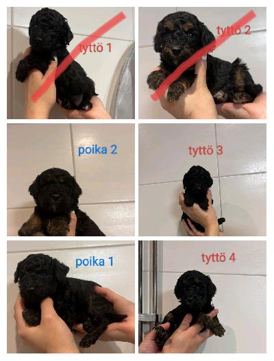 Meille syntyi 7.12.2025 6 kääpiövillakoiran pentua 4 tyttöä ja 2 poikaa. Emä black&tan värinen villakoira ja isä punaisen värinen villakoira. Pennut kasvavat lapsiperheessä tottuen erilaisiin ääniin. Pennut ovat luovituksessa aikaisintaan 17.1.2026 pennut ovat useasti madotettu käytetty eläinlääkärin tarkastuksessa ja sirutuksessa