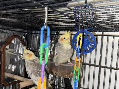 Myydään kaksi neitokakadua joiden sukupuolesta en ole varma. Yksi on aktiivisempi kuin toinen joten uskon että yksi heistä on uros ja toinen naaras. Linnut ovat syntyneet 19.08.2025 eli muutama kuukauden ikäinen. Linnut eivät ole kesyjä, mutta jos sulla riittää aikaa niin vielä ehtii hyvin kesyttää molemmat.

Minulla ei valitettavasti ole aikaa linnuille töiden ja opiskelun takia. Päivällä pitää antaa linnut lentää vapaasti mutta pitää kuitenkin olla paikalla ja valvoa heidän toimintaa. Linnut itse palaavat häkkiin syömään ja nukkumaan. 

Linnut syövät monipuolisesti siemenseosta sekä tuoreita vihanneksia ja keitettyä kananmunaa. Toive olisi että samaan kotiin mutta voin myös myydä erikseen. Kerrothan millainen koti sinulla on tarjottavaa linnuille. Myyn vain hyvään kotiin! Hinta 100 euro per lintu.