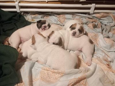 Myydään hyvään ja rakastavaan kotiin Ranskanbulldog/Staffordshirenbullterrieri mix pentuja. Pennut syntyneet 4.1.2026, luovutus aikasintaan 22.2.2026.
Tästä ainutlaatuisesta yhdistelmästä on vapaana 2 urosta ja 2 naarasta.
Pentujen vanhemmat ovat luonteltaan kilttejä, sosiaalisia, persoonnalisia, ihmis/lapsirakkaita sekä terveitä. Pennuista siis odotettavissa samankaltaisia, pentujen emo on puhdas ranksanbulldog ja isä puhdas staffordshirenbullterrieri.
Pennut tullaan luovuttamaan madottetuina, eläinlääkärin tarkastamina ja rekisteröitynä, rokutukset jäävät tulevalle omistajalle.
Lisä tietoja puhelimitse/sähköpostitse.