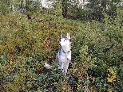  Koira syntynyt 11.7.2023 rokotettu ja mikrosirutettu suomalainen, leikattu,asuu kotona,me olemme liian vanhoja pitää koira