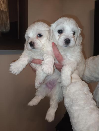 Ihanat maltipoo-pennut etsivät rakkaita koteja! meillä on varattavissa suloisia maltipoo-pentuja, jotka ovat syntyneet 6.12.2025. Pennut kasvavat turvallisessa ja rakastavassa kotiympäristössä, saavat runsaasti huomiota ja tottuvat arjen ääniin, käsittelyyn sekä ihmisten seuraan jo varhaisessa vaiheessa.
pennuista saatavilla: 2 urosta ja 2 narttua.
maltipoo tunnetaan ystävällisestä, iloisesta ja ihmisrakkaasta luonteestaan. Rodun turkki on usein vähäkarvainen, minkä vuoksi maltipoota pidetään myös allergiaystävällisenä vaihtoehtona.
luovutus: pennut luovutetaan 8 viikon iässä, 31.1.2026.
pennut ovat:
eläinlääkärin tarkastamia ja terveiksi todettuja
sirutettuja
säännöllisesti madotettuja
hyvin sosiaalistettuja
toivomme pennuille vastuullisia ja rakastavia koteja, joissa ne ovat osa arkea ja saavat huolenpitoa koko elämänsä ajan.
kun otat yhteyttä, kerrothan hieman itsestäsi ja millaiseen kotiin pentu olisi tulossa.
ota rohkeasti yhteyttä – vastaan mielelläni kaikkiin kysymyksiin ja kerron lisää näistä ihanista pennuista
