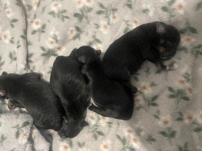 Myydään kääpiövillakoira mix pennut kaksi narttua ja kaksi urosta sirutettuna madotettuna ja eläinlääkärin tarkastamina koiravirastoon rekisteröitynä luovutus ikäisiä maaliskuussa ei tuonti pentuja,pennut musta ruskeita .vanhemmat pitkäkarvaisia .emä kääpiövillis mix isä japanece chin mix 