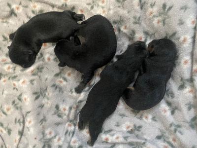Myydään kääpiövillis mix pennut,emä kääpiövillis mix isä japanece chin mix  sirutettuna madotettuna ja eläinlääkärin tarkastamana koiravirastoon rekisteröitynä musta ruskeita ja musta valkoinen.luovutus ikäisiä maaliskuussa ei tuonti pentuja ei osamaksua.vain hyvään kotiin olethan jo puhunut kotona koiran ottamisesta ennen yhteyden ottoa