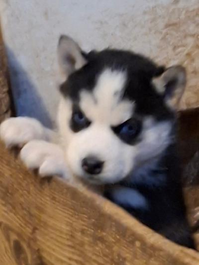 23.12.25 syntyneet siperianhusky pennut, 2 tyttöä, 3 poikaa etsivät loppuelämänsä kotejaan. Pennut on useaan kertaan madotettuja ja eläinlääkäri siruttaa ja tarkastaa pennut 16.2.
Molemmat pentujen vanhemmat ovat myös nähtävillä.
Pentuliinit asustavat Mäntyharjun Kuortin kylässä.
Ei osamaksumahdollisuutta. Lisäkuvia pyydettäessä