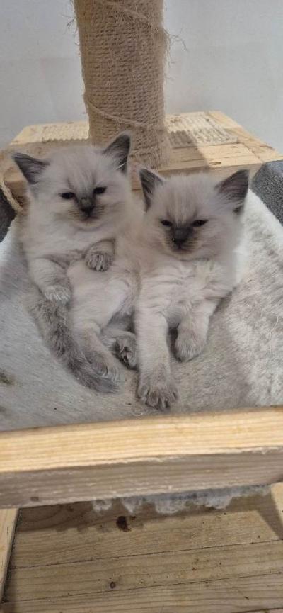 Meillä on vielä kaksi ragdoll-pentua etsimässä uusia koteja. Ne ovat jo 14 viikon ikäisiä ja muuttavat uusiin koteihinsa tänään. Meillä on uros ja naaras, ne ovat terveitä ja saaneet tarvittavat rokotukset, kasvaneet lastemme kanssa ja ovat erittäin ihania. Ota yhteyttä, jos olet kiinnostunut.