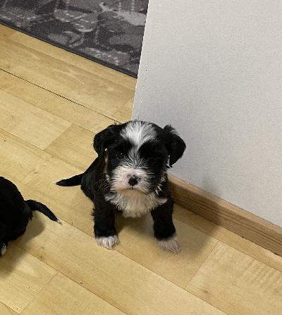 Hei, omaa kotia etsii 9 viikkoinen pentu, hänelle kasvaa pitkä karva, jonka voi trimmauttaa lyhyeksi muutaman kerran vuodessa, halutessaan.

Pentu on rohkea, ystävällinen ja hiljainen temmeltäjä. Elää muiden koirien sekä pupujen kanssa, ja tottunut lapsiin. 

Pennun vanhemmat ovat laajasti luustokuvattuja sekä terveystarkastettuja.

Kaikki tiedustelut jomppupoo@gmail.com