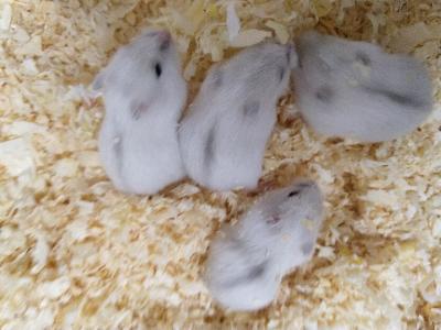 Varattavissa helmiäisen värisiä talvikon poikasia kasvattajalta. Luovutus alk. 12.3. Harkitse eläimen hankintaa tarkkaan.