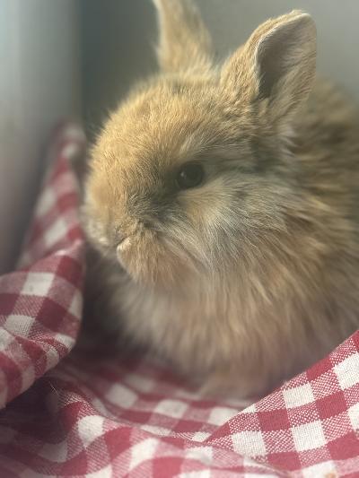 Emä puhdas kääpiöluppa ja isä
Pieni kääpiöristeytys kani. Luovutus maaliskuun ensimmäisellä viikolla. Varaus 30€ joka vähennetään myyntihinnasta .